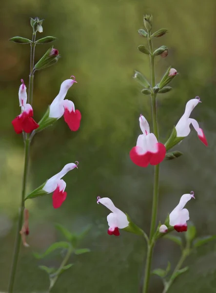 Czerwone Białe Kwiaty Salvia Hot Lips — Zdjęcie stockowe