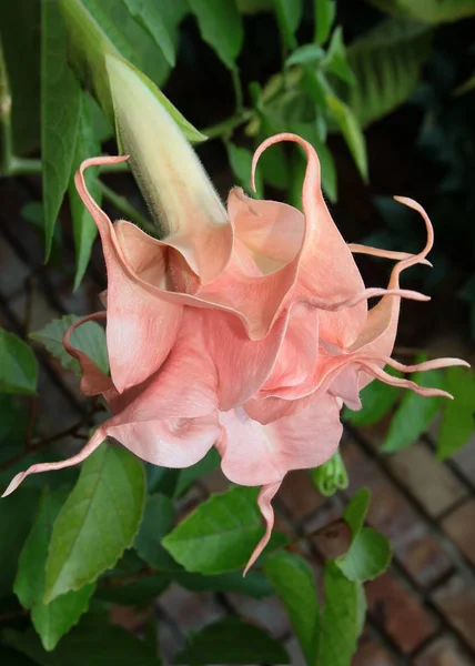 Güzel Pembe Çiçek Boynuz Elma Bitki — Stok fotoğraf
