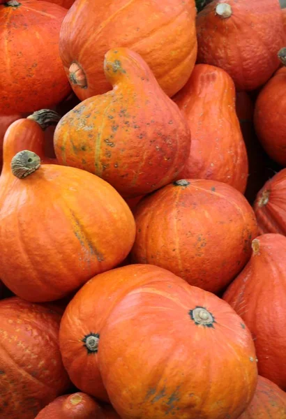 Orange Citrouilles Mûres Comme Légume Sain — Photo