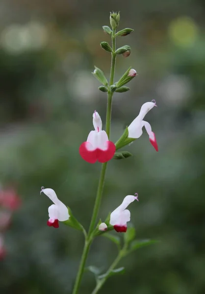 Czerwone Białe Kwiaty Salvia Hot Lips — Zdjęcie stockowe