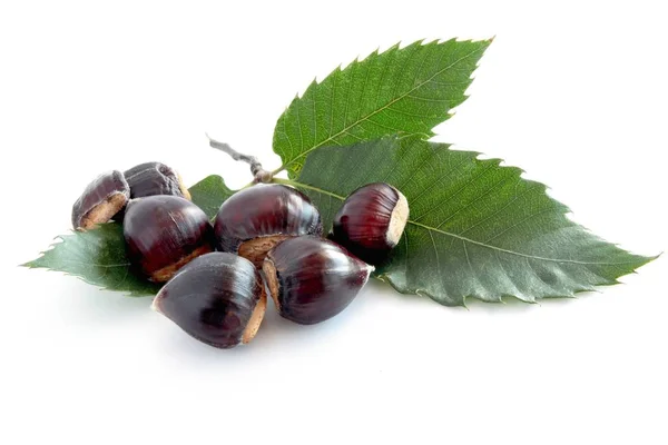 Sweet Chestnut Tree Leaves Fruits — Stock Photo, Image