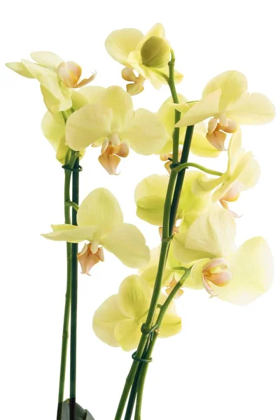 Sárga Virágok Phalaenopsis Orchidea Közelről — Stock Fotó