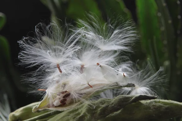 果物とトウワタ属 Syriaca 植物の種子 — ストック写真