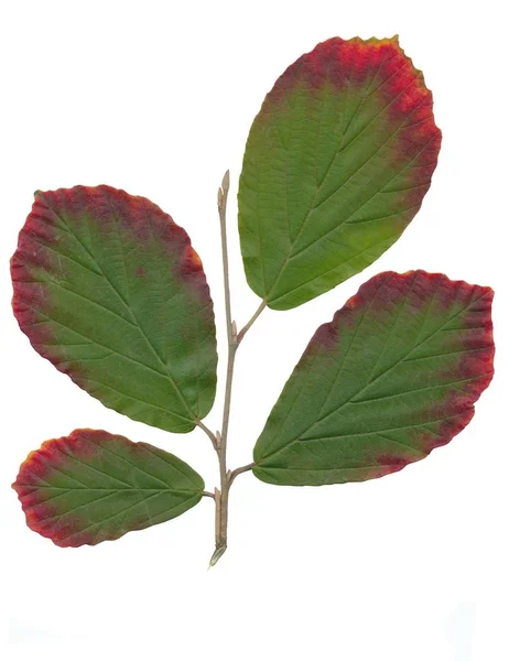 Зеленые Красные Листья Hamamelis Промежуточных Кустов Близко Изолированы — стоковое фото