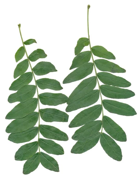 Leaves Seeds Gleditsia Sinensis Tree — Stock Photo, Image
