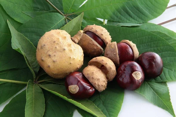 Früchte Und Blätter Von Aesculus Glabra Willd — Stockfoto