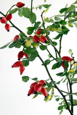 yabani gül kırmızı meyveler 