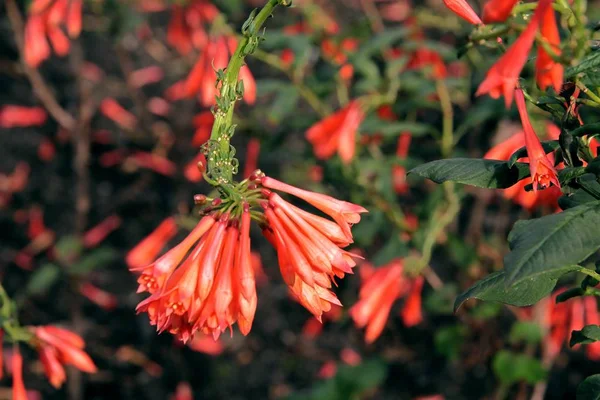 Długie Czerwone Kwiaty Rośliny Lonicera Browni — Zdjęcie stockowe