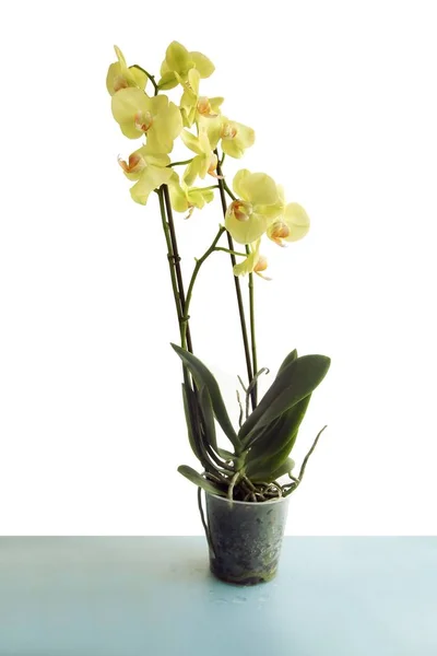 Yellow Orchid Isolated Close — Stock Photo, Image