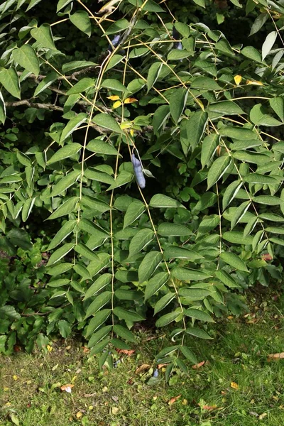 Decaisnea Fargesii Tree Leaves Abd Fruits — Stock Photo, Image