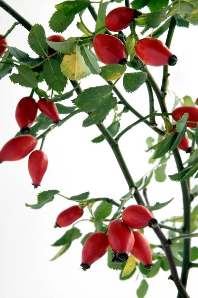 Frutos Vermelhos Saudáveis Saudáveis Rosa Selvagem Rosa Canina — Fotografia de Stock