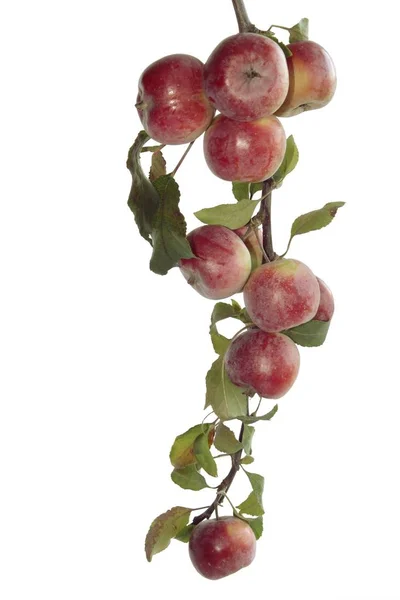Красные Спелые Плоды Яблони — стоковое фото