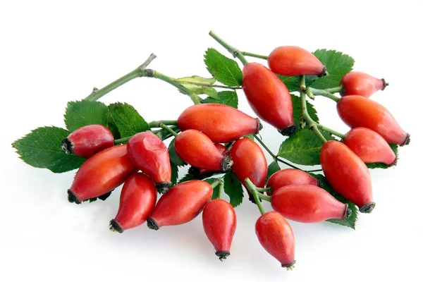 Rode Voedzaam Gezond Fruit Van Wilde Roos Rosa Canina — Stockfoto