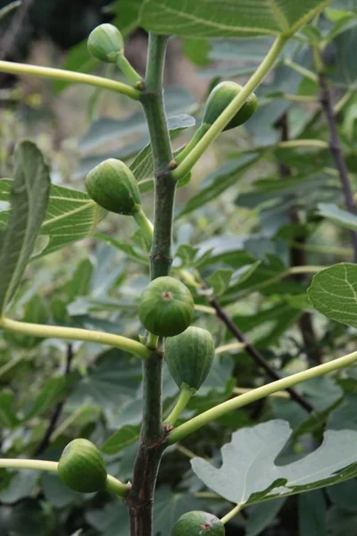 Ficus Carica Con Hojas Verdes Frutas — Foto de Stock