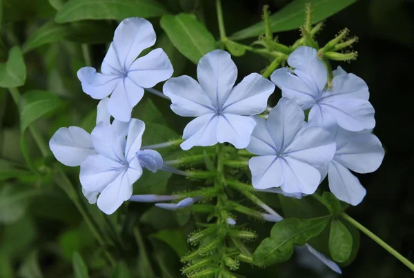 Fleurs Bleues Plumbago Articulata Plante Gros Plan — Photo
