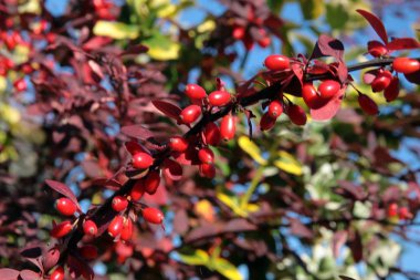 dağ muşmulası Bush sonbahar kırmızı meyve