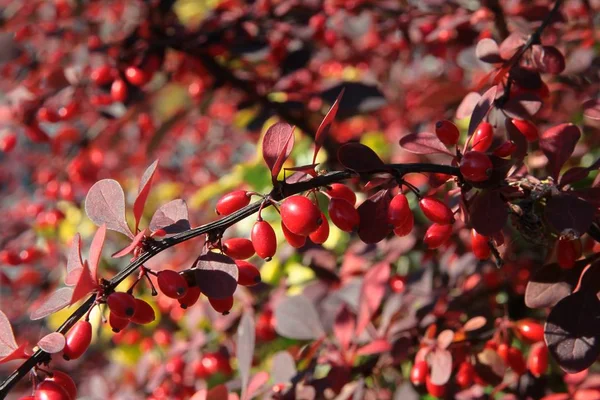 Frutos Vermelhos Arbusto Cotoneaster Outono — Fotografia de Stock