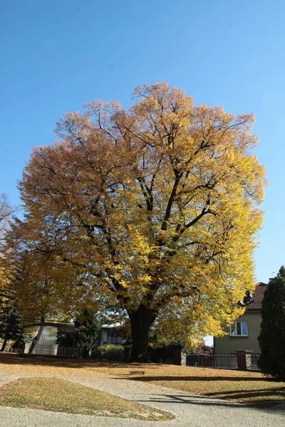 Paesaggio Del Parco Nel Paesaggio Autunnale — Foto Stock