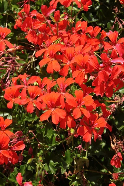 Flores Rojas Geranio Planta Maceta Cerca —  Fotos de Stock