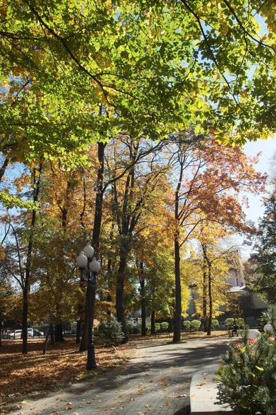 Krajobraz Drzew Parku Jesień — Zdjęcie stockowe