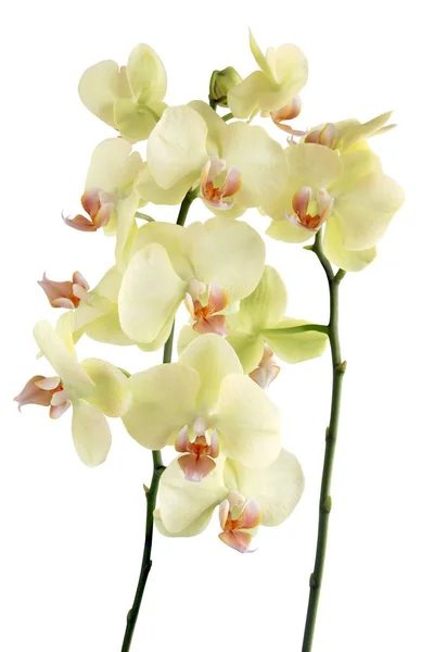 Gele Orchidee Geïsoleerd Close — Stockfoto