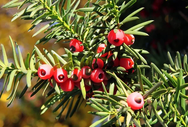 Yew Tree Red Toxic Berries — Stock Photo, Image