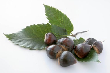 Castanata Sativa ağacının kahverengi meyveleri yakın