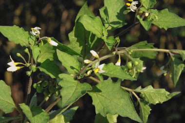 solanum nigrum küçük beyaz çiçekler vahşi bitki