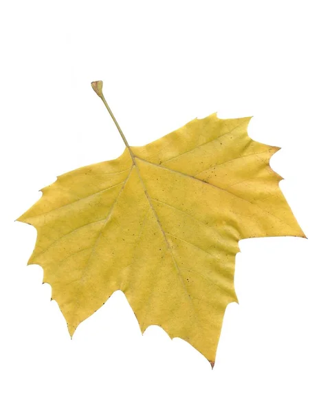 Желтые Листья Дерева Platanus Acerifolia Осенью — стоковое фото