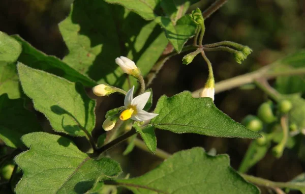 solanum nigrum küçük beyaz çiçekler vahşi bitki