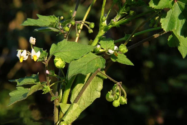 Weiße Kleine Blüten Der Wildpflanze Solanum Nigrum — Stockfoto