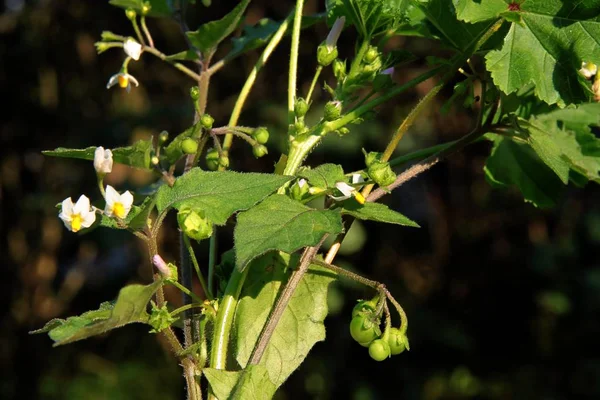 Piccoli Fiori Bianchi Solanum Nigrum Pianta Selvatica — Foto Stock