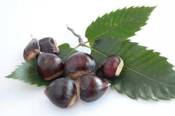 Bruine Vruchten Van Zoete Kastanje Boom Close — Stockfoto