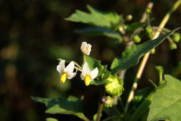 Solanum Nigrum Küçük Beyaz Çiçekler Vahşi Bitki — Stok fotoğraf