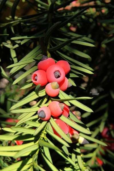 Taxus Boom Met Rode Giftige Bessen Close — Stockfoto