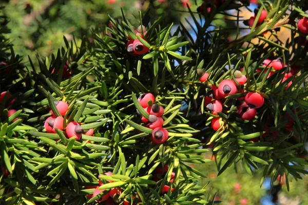 Taxus Boom Met Rode Giftige Bessen Close — Stockfoto