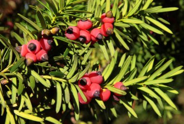 zehirli meyveleri porsukağacı kırmızı, yakın çekim
