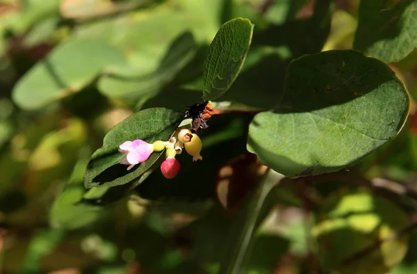 Różowy Bardzo Mały Kwiat Krzewów Snowberry Zbliżenie — Zdjęcie stockowe