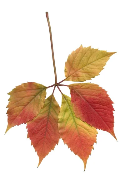 Rote Und Mehrfarbige Blätter Der Wilden Kletterpflanze — Stockfoto