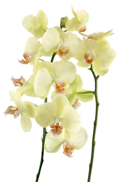 Żółte Kwiaty Orchidei Phalaenopsis Bliska — Zdjęcie stockowe