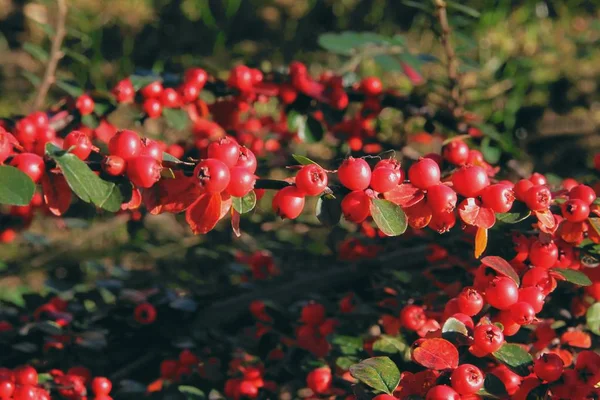 Arbusto Cotoneaster Com Bagas Vermelhas Folhas — Fotografia de Stock