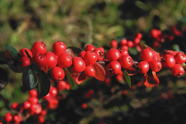 Cotoneaster Bush Piros Bogyós Gyümölcsök Levelek — Stock Fotó