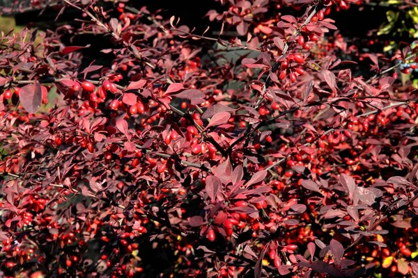Arbusto Cotoneaster Com Bagas Vermelhas Folhas — Fotografia de Stock