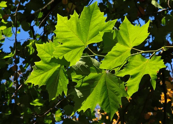 Hojas Verdes Del Árbol Platanus Acerifolia Verano —  Fotos de Stock
