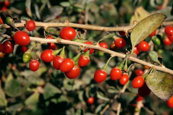 Cotoneaster Bush Red Berries Leaves — Stock Photo, Image