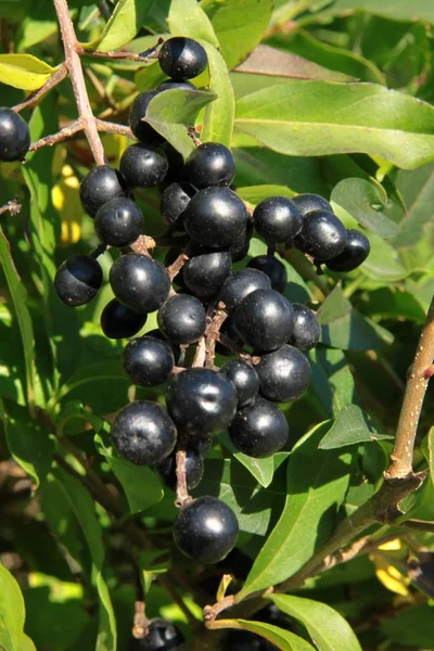 Nero Piccoli Frutti Cespuglio Privet — Foto Stock