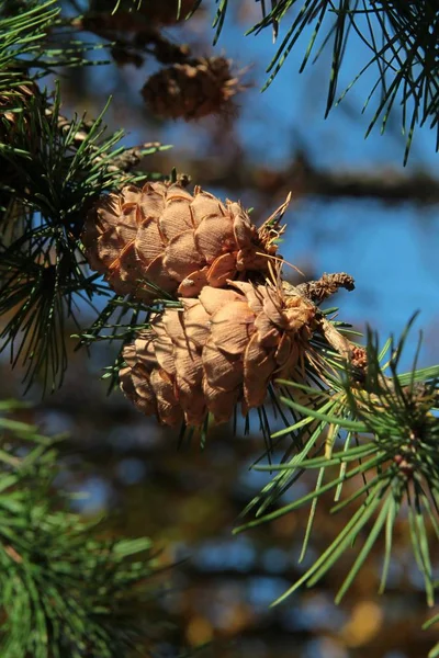 Sonbaharda Karaçam Ağacının Kahverengi Konileri Yakın — Stok fotoğraf
