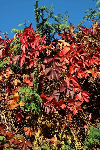 Κόκκινο Και Πολύχρωμα Φύλλα Του Άγρια Άμπελος Αναρρίχησης Φυτών — Φωτογραφία Αρχείου