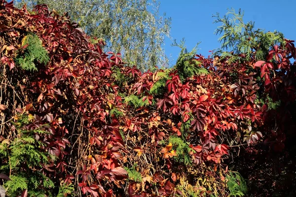 Folhas Vermelhas Multicoloridas Videira Selvagem Planta Escalada — Fotografia de Stock