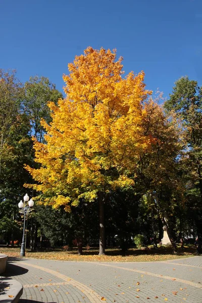 Желтая Листва Клена Осенью — стоковое фото